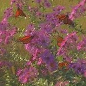 Meet your Posher, Jaylie